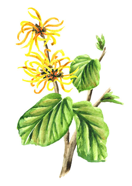 Spotlight Herb: Witch Hazel