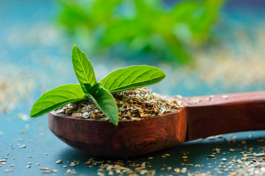 Spotlight Herb: Holy Basil (Tulsi)