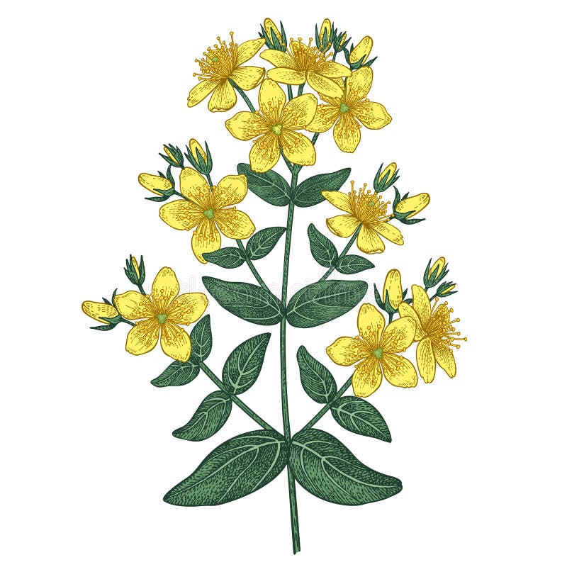 Spotlight Herb: St. John's Wort