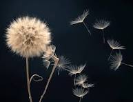 🌼✨ Spotlight Herb: Dandelion A Solstice Ally from the Green Witch’s Garden ✨🌼