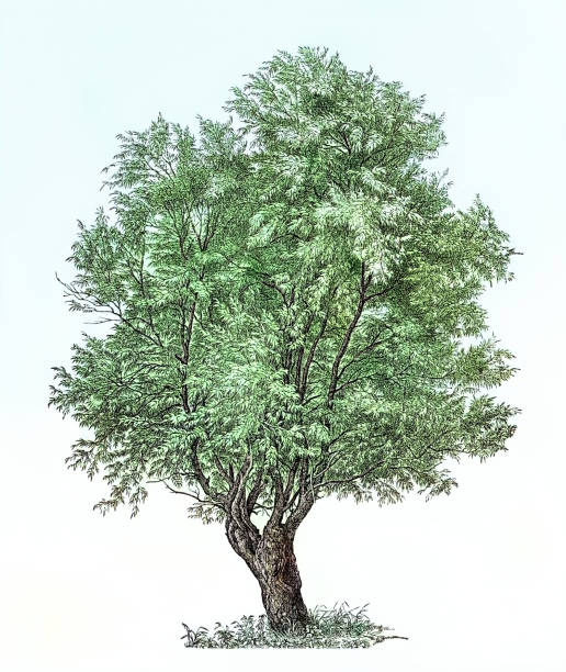 Spotlight Herb: White Willow