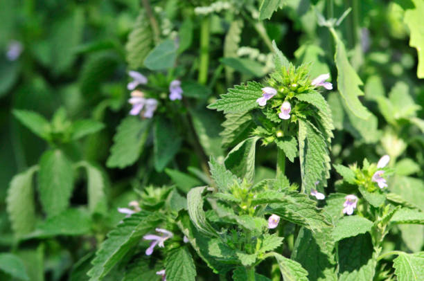 🌿 Spotlight on Lemon Balm: Light for the Nervous System & Soul 🌿