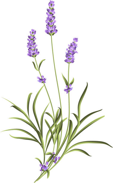 Spotlight Herb: Lavender