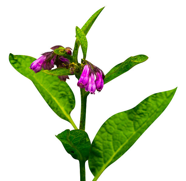 Spotlight Herb: Comfrey