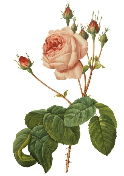 Spotlight Herb: Rose Petals, Hips,