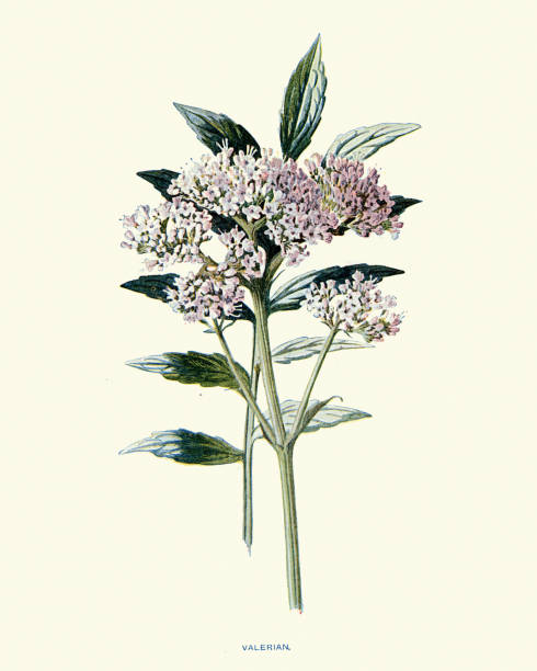 Spotlight Herb: Valerian