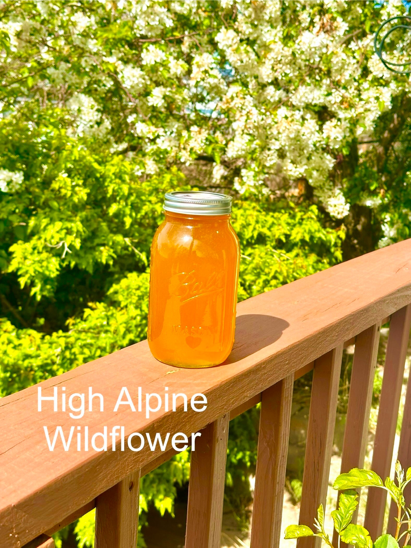 Pure Colorado Honey | Tan Man Honey