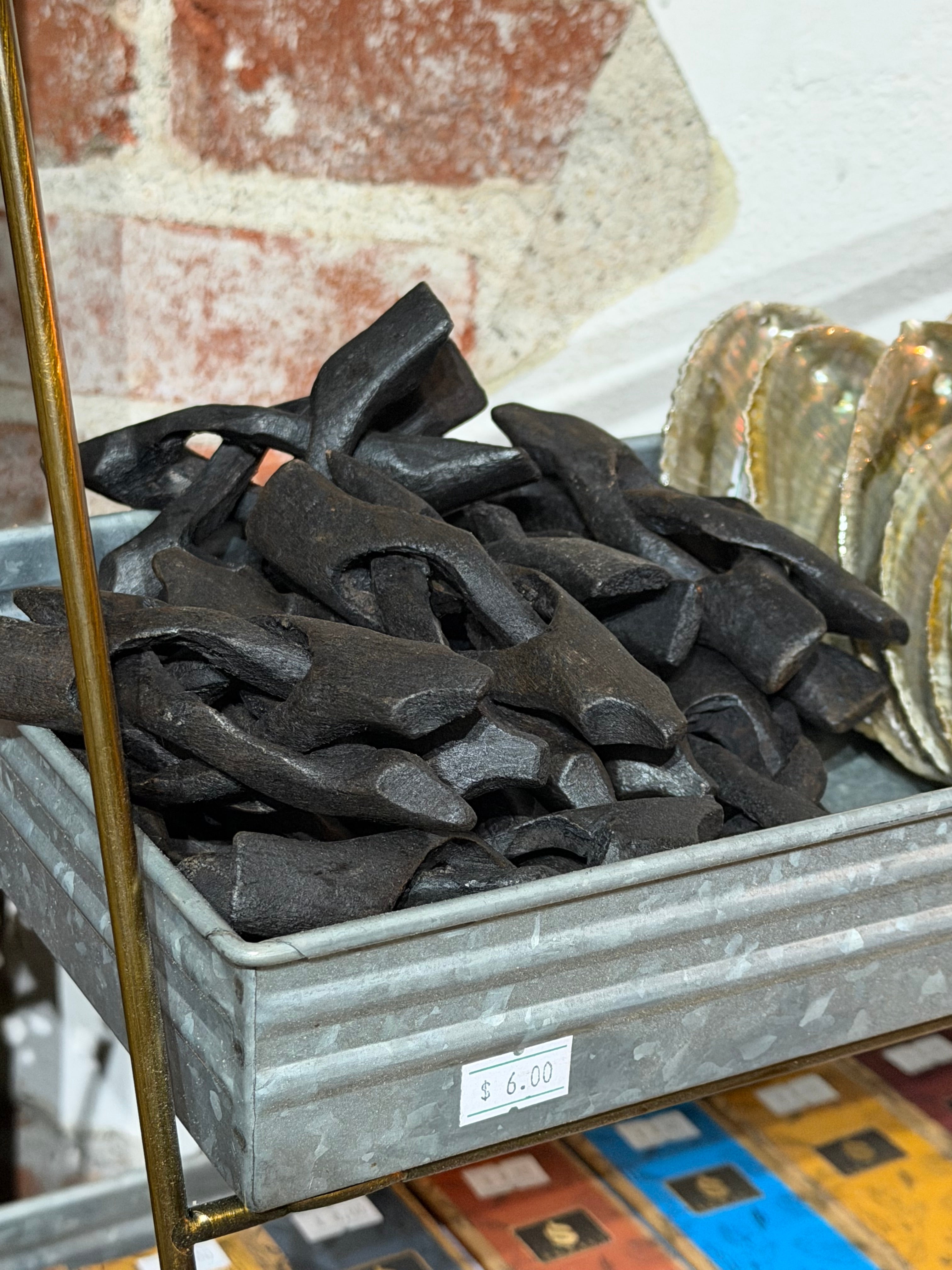 Small Abalone Shells & Display Stands