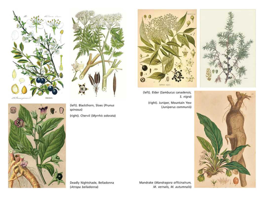 Sacred Herbs of Samhain by Ellen Evert Hopman